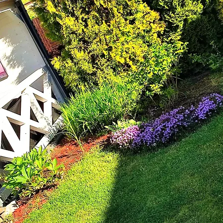 Seasunflowers * גדינייה